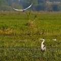 076_Biebrza - kwiecien 2009